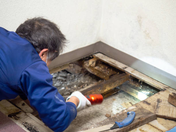 Best Crawl Space Mold Removal  in South Euclid, OH