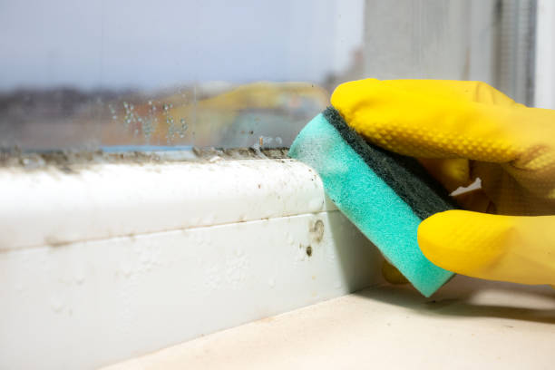 Best Affordable Mold Removal  in South Euclid, OH