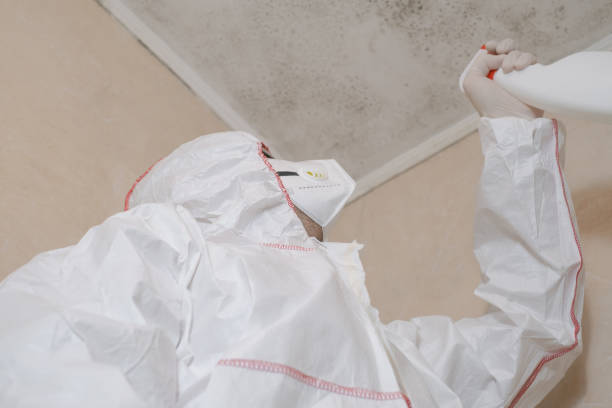 Professional Mold Removal in South Euclid, OH