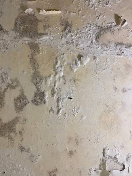 Trusted South Euclid, OH Mold Removal Experts