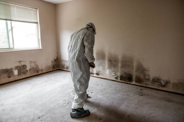 Best Local Mold Removal Service  in South Euclid, OH