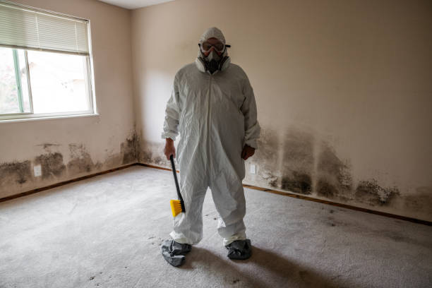 Best Toxic Mold Removal  in South Euclid, OH