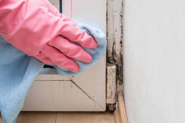 Mold Removal and Inspection in South Euclid, OH