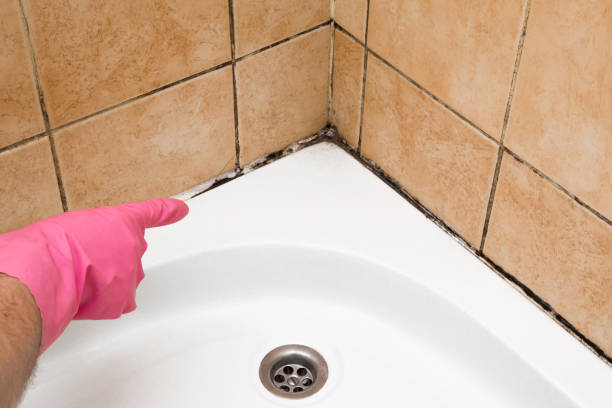 Best Mold Cleaning Services  in South Euclid, OH